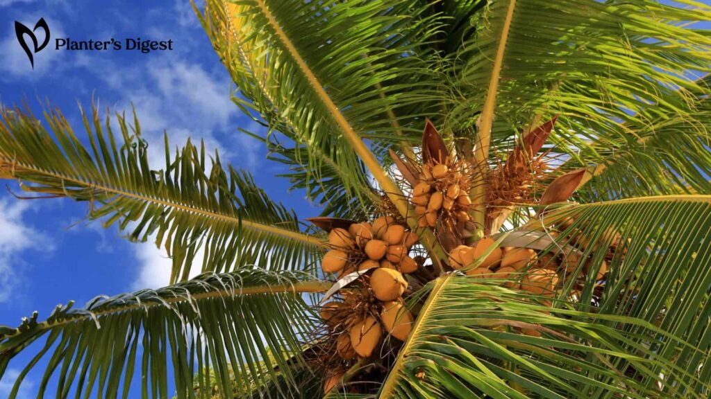 Top 5 Ways to Kill Coconut Trees
