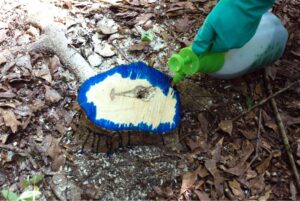 Cut Surface Treatment