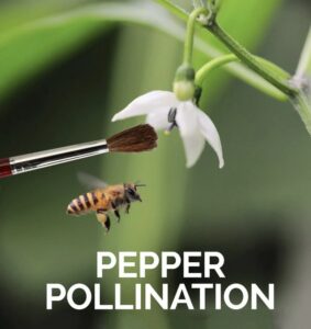 Do peppers need to be pollinated
