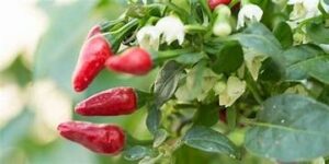 Factors that Prevent Pepper Plants from Self-Pollinating