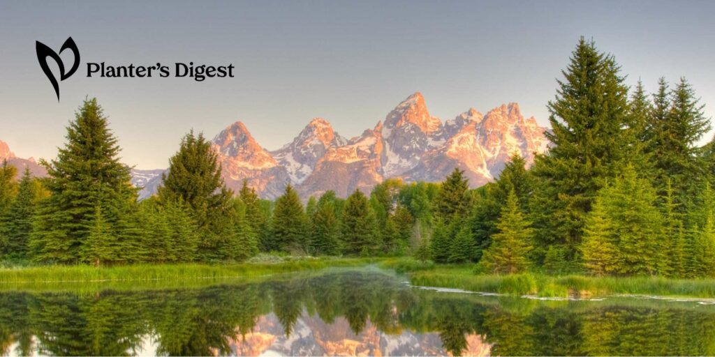 How Spraying Roundup Kill Pine Trees
