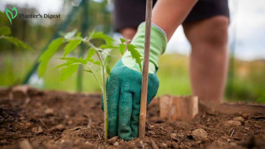 How To Adjust Soil PH for Tomatoes