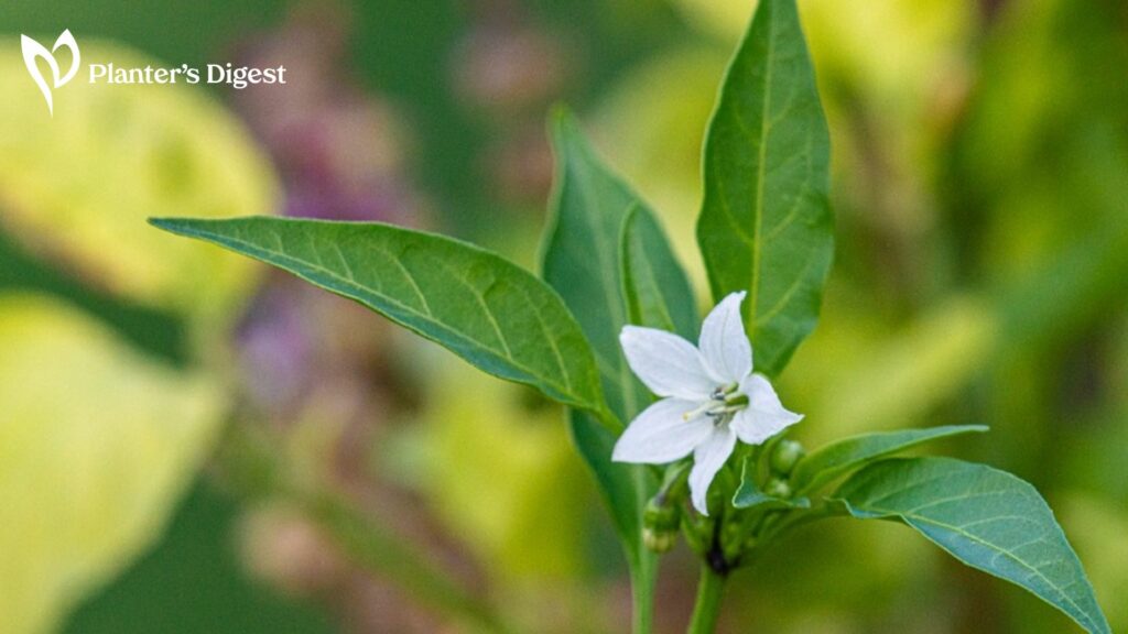How To Fix Flowering Peppers Without Fruits