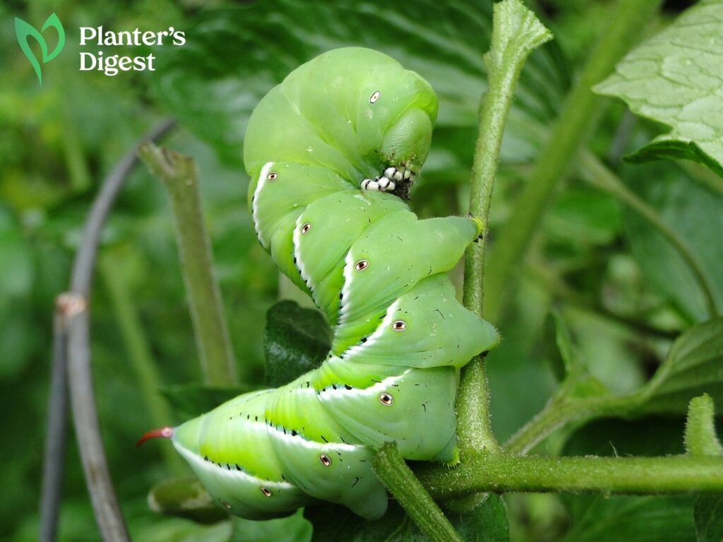 How To Get Rid of Pepper Worms