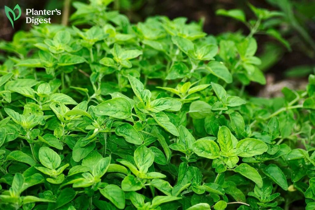 How To Keep Oregano Under Control