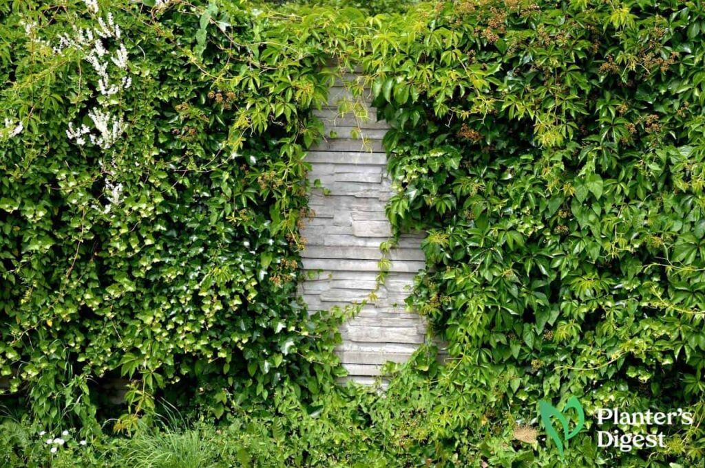 How To Reduce Noise in Garden