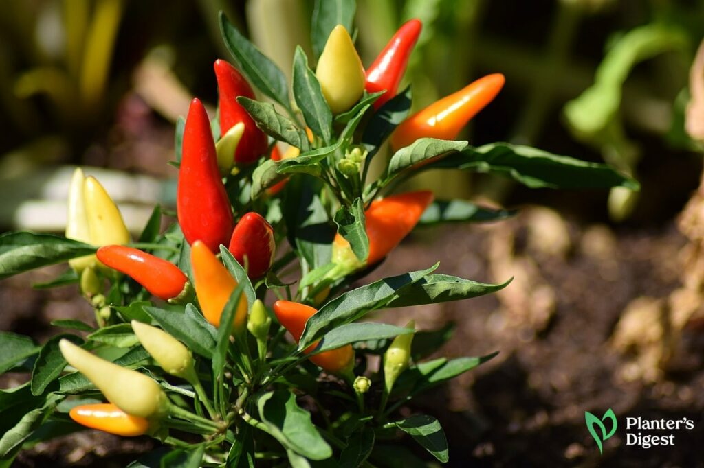 How to Fix Black Spots on Pepper Plants