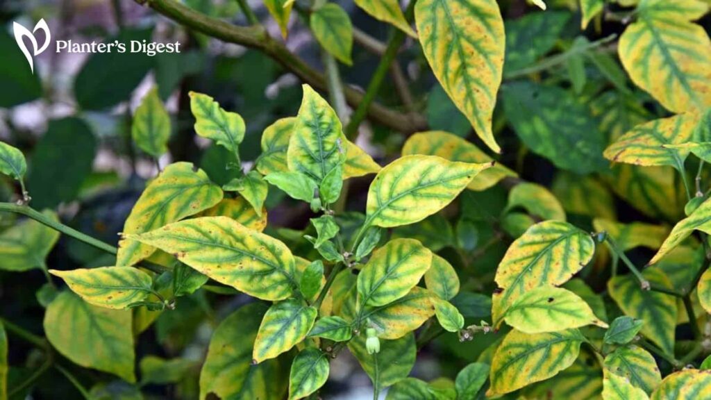 How to Fix Nitrogen Deficiency in Pepper Plants