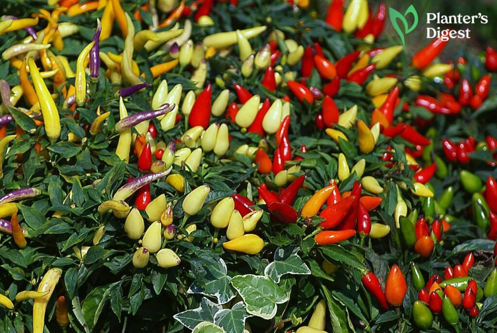 How to Grow Small Pepper Plants