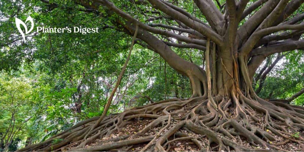 How to Kill a Ficus Tree