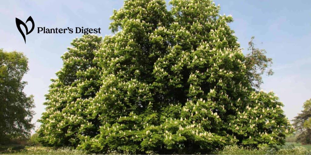 How to Kill a Horse Chestnut Tree