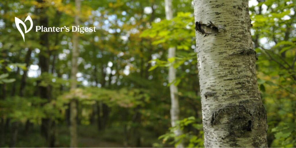 How to Kill a Silver Birch Tree