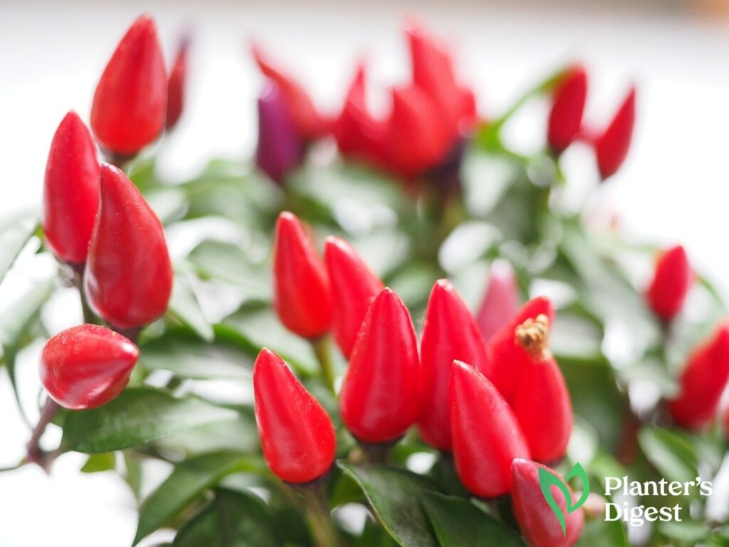 How to Make Pepper Plants Produce Fruit