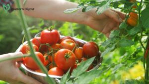 How to Pick Tomatoes