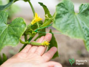 How to Pollinate Pepper Plant