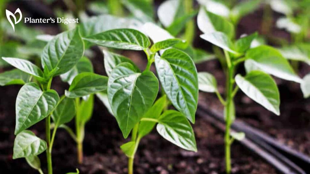 How to Transplant Pepper Seedlings