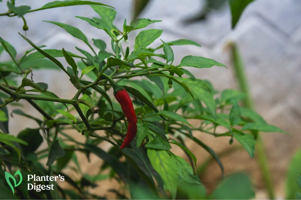 Why Pepper Plants Wilting