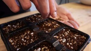 Add builders sand to a seed starting mix