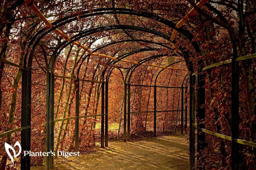 Best Materials for Trellises