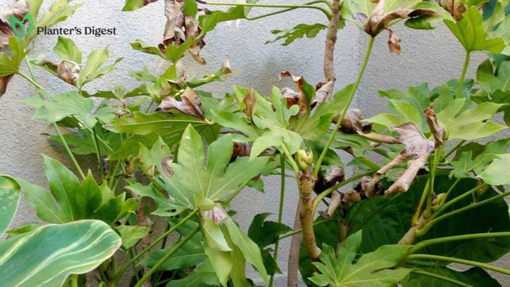 How to Protect Plants from Heat and Sun