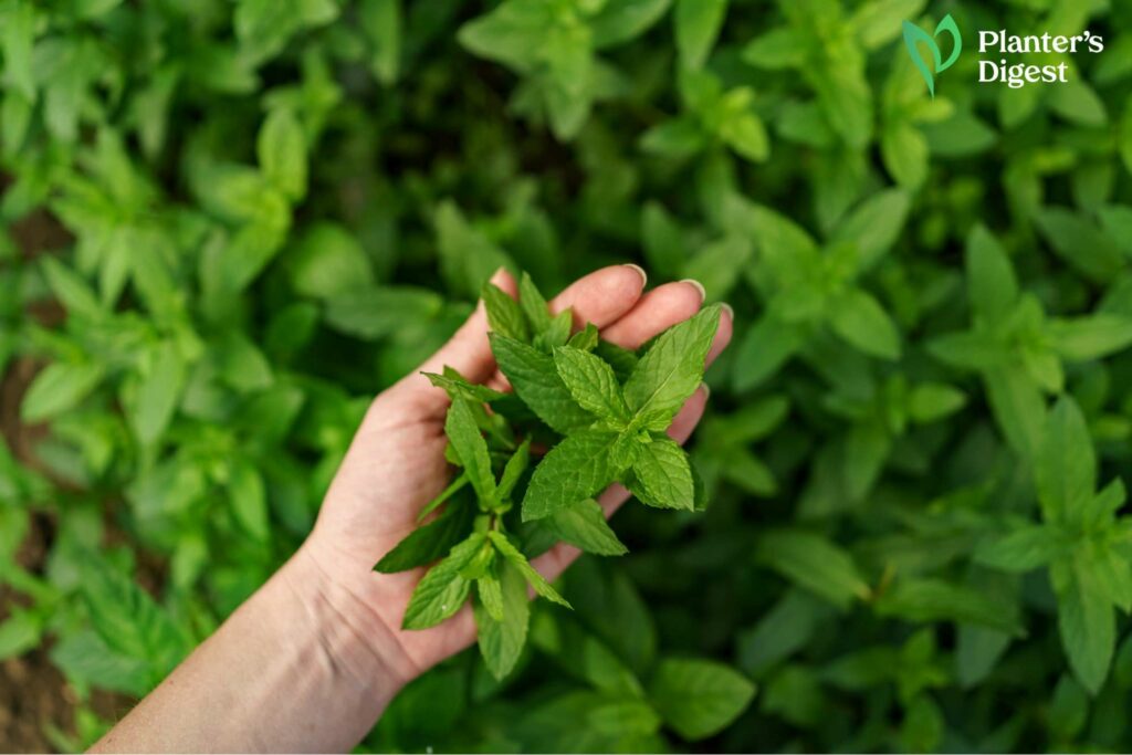 Different Types of Mint Plants to Grow in Garden