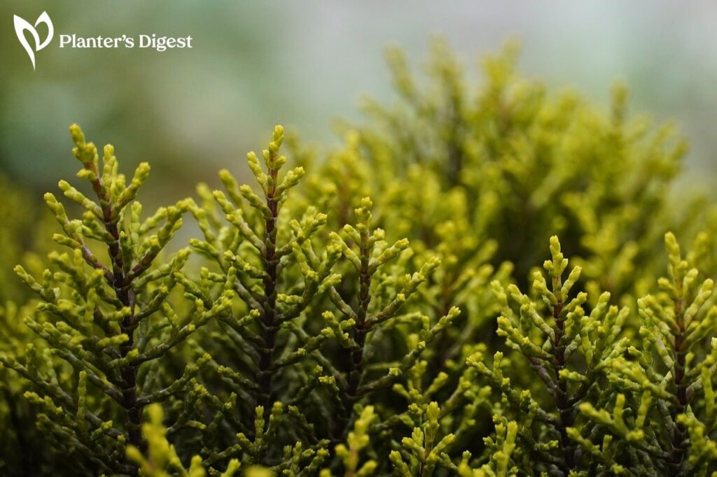 Evergreen Shrubs for Zone 7
