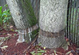 Girdling or Ring Barking