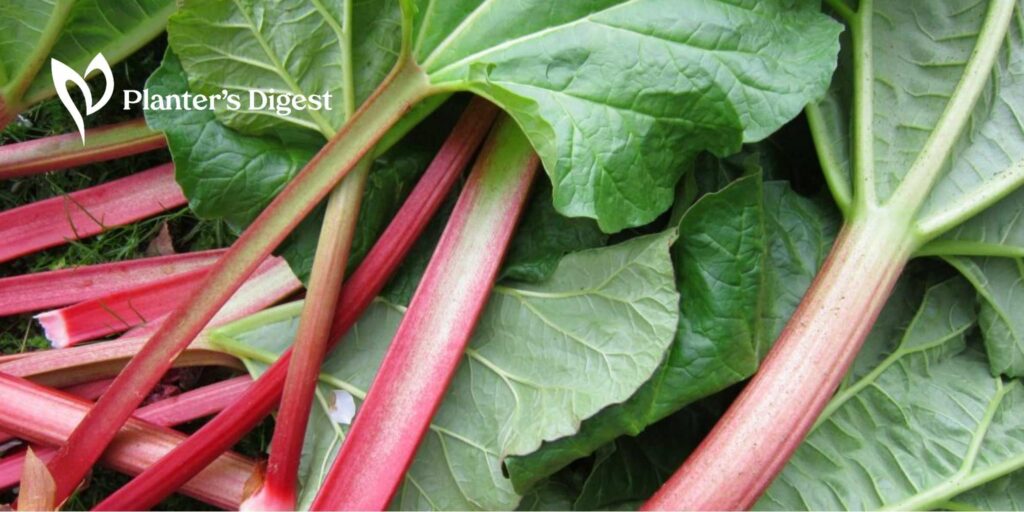 How Big Rhubarb Get