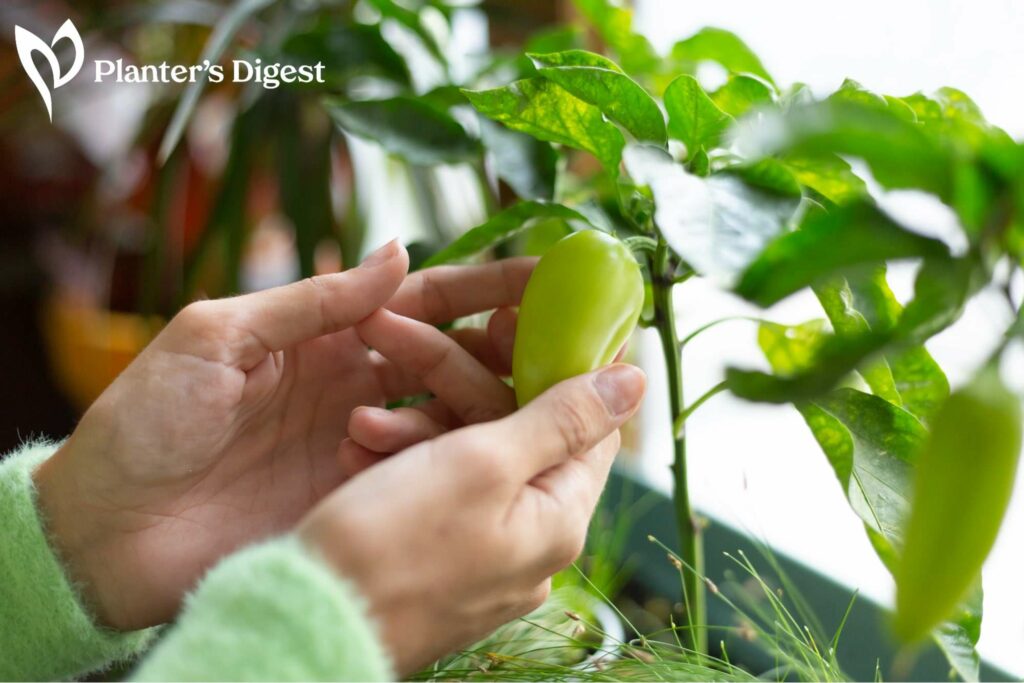 How Cold Can Pepper Plants Tolerate