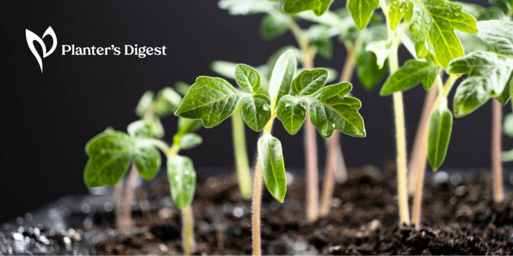 How Long Does Tomato Plant Produce Fruit