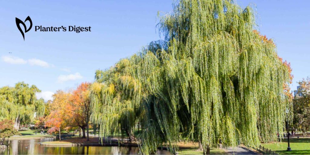 How Take Down a Weeping Willow Tree
