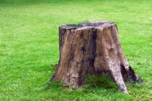 How To Kill A Willow Tree Stump