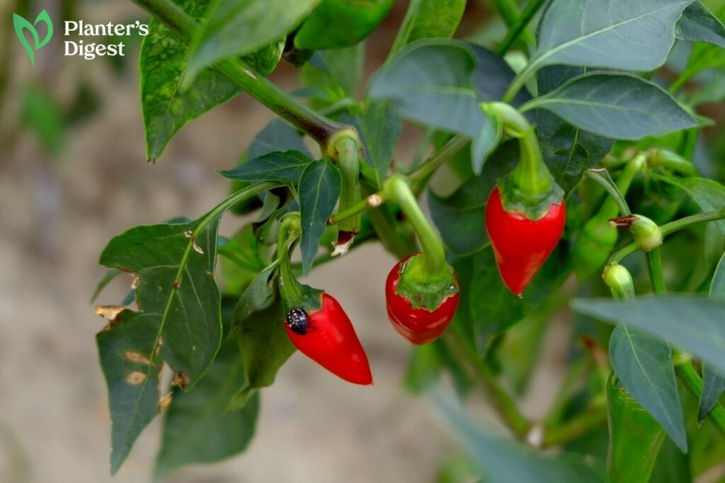 How to Fix Leaves Falling Off Pepper Plant