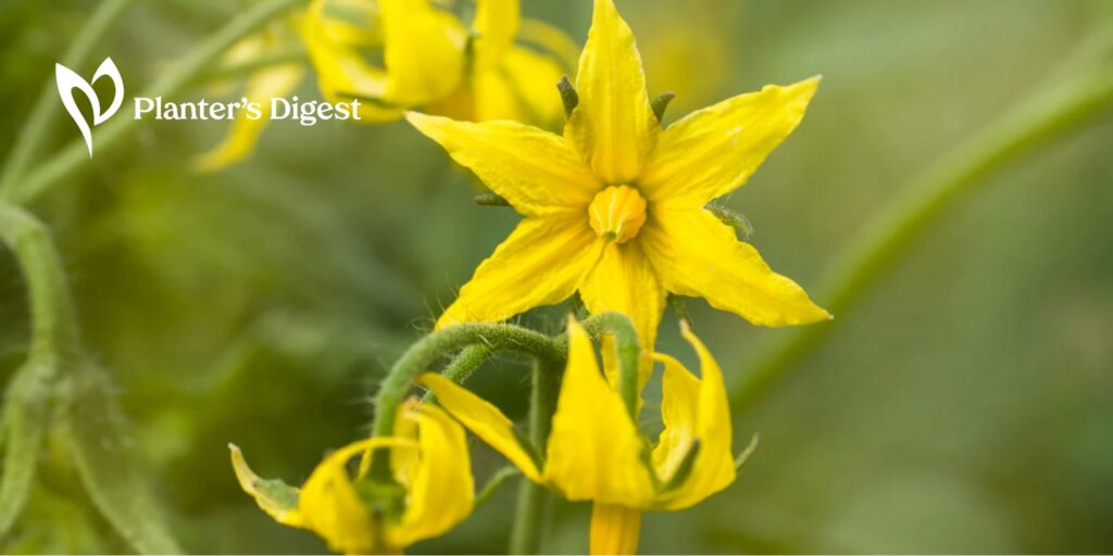 How to Fix Tomato Flowers Falling Off
