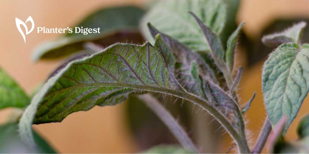 How to Fix Tomato Plants Turning Purple