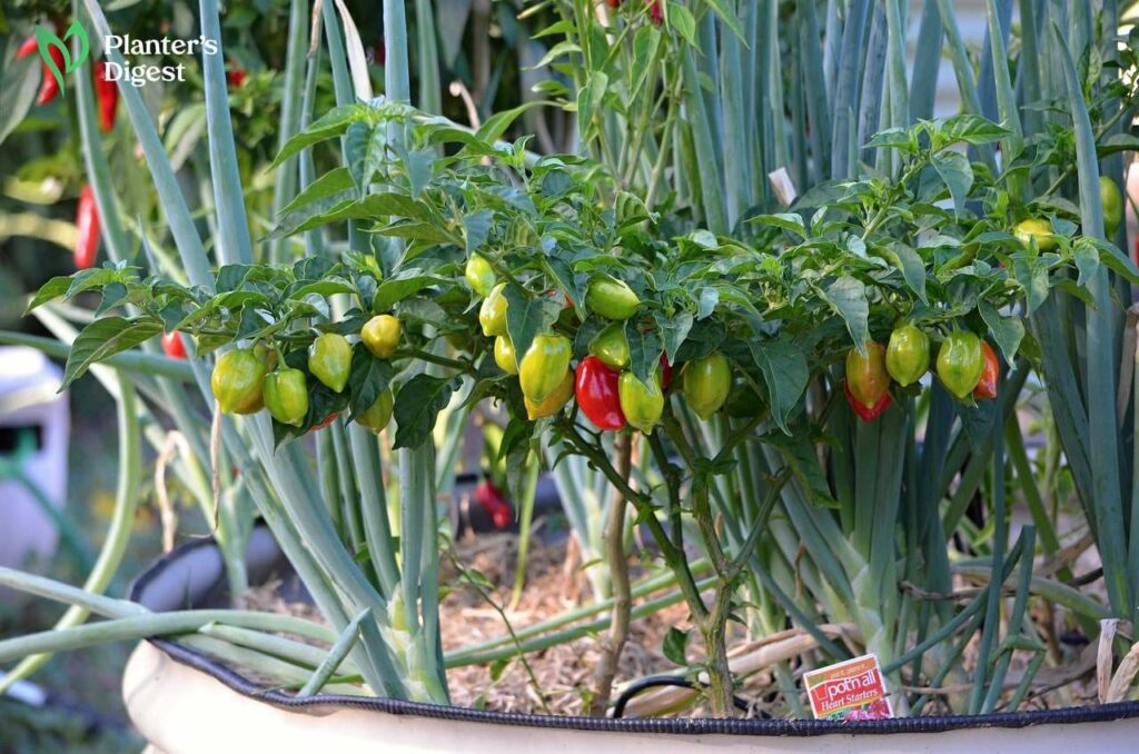 How to Keep Pepper Plants Falling Over
