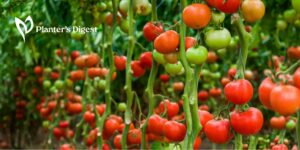 Indeterminate Tomato Varieties