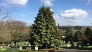 Lawson Cedar