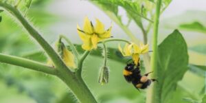 Pollination Issues