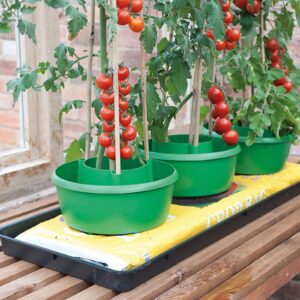 Relocate your tomato plants