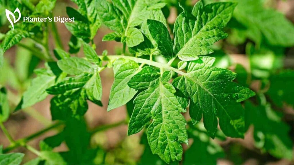 Top Uses For Tomato Leaves