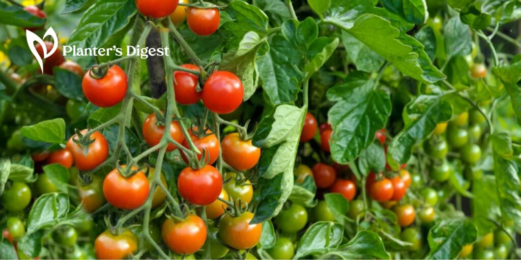 Varieties of Determinate Tomatoes