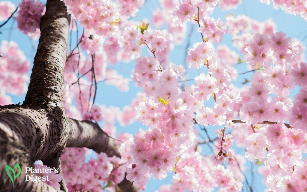 Varieties of Trees with Pink Blooms