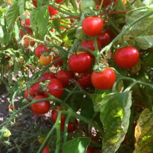 Washington Cherry