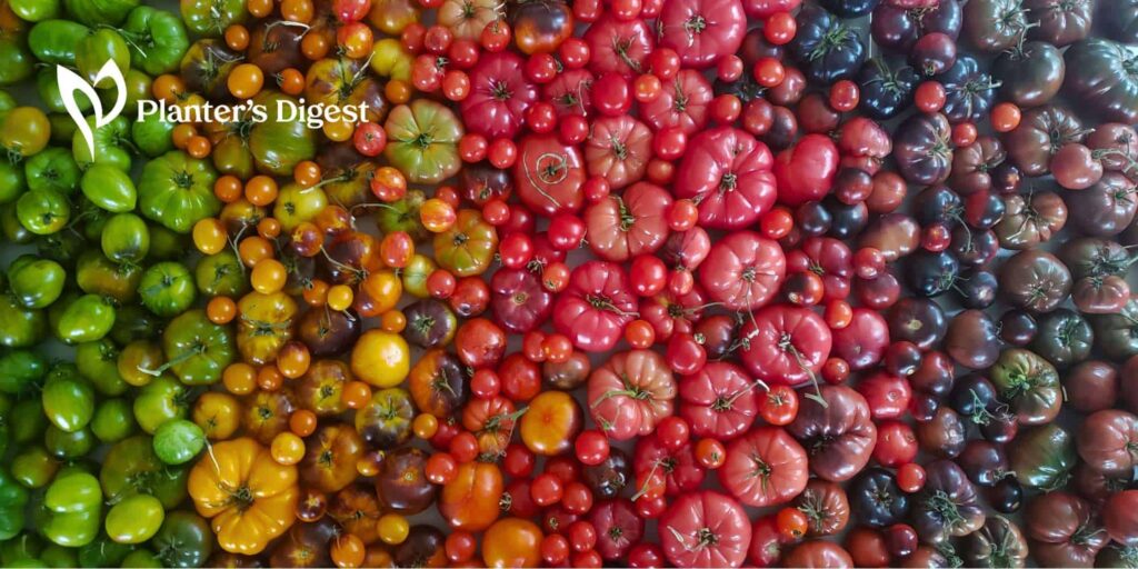What Makes Heirloom Tomatoes Special