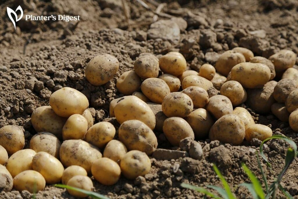 What to Plant after Potatoes