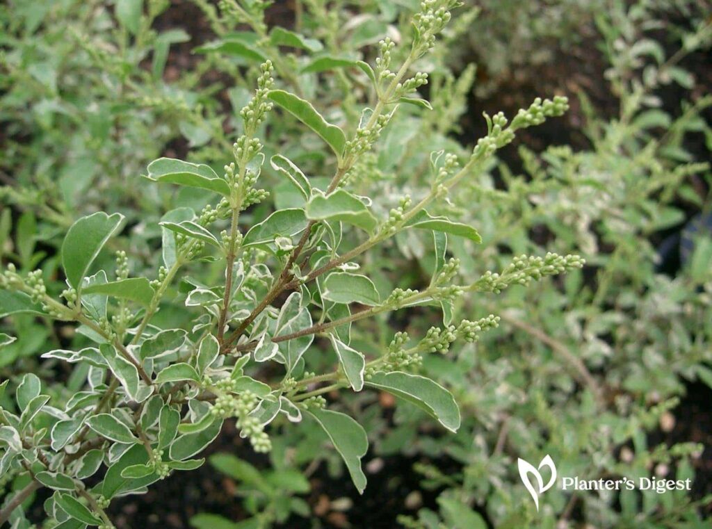 Why Sunshine Ligustrum Losing Leaves