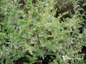 Why Sunshine Ligustrum Losing Leaves