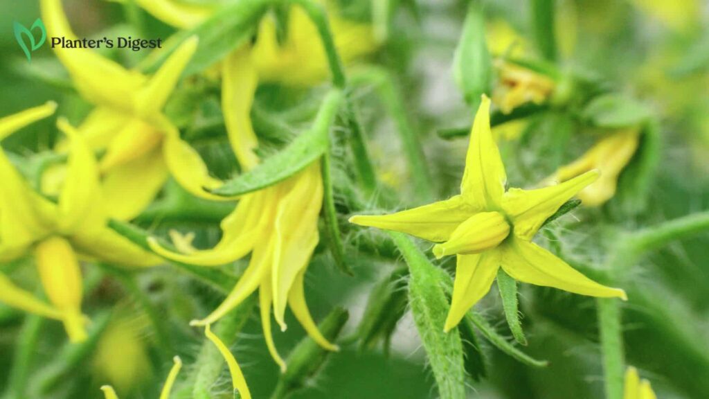 Why Tomato Flowers Flowering But No Fruit
