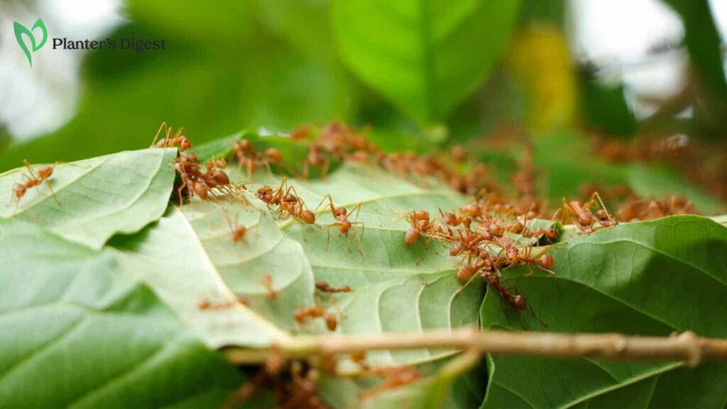 Are Ants in Garden a Bad Thing